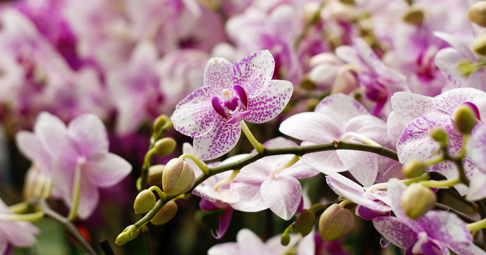 Blooming Heritage: Singapore's National Flower, the Orchid